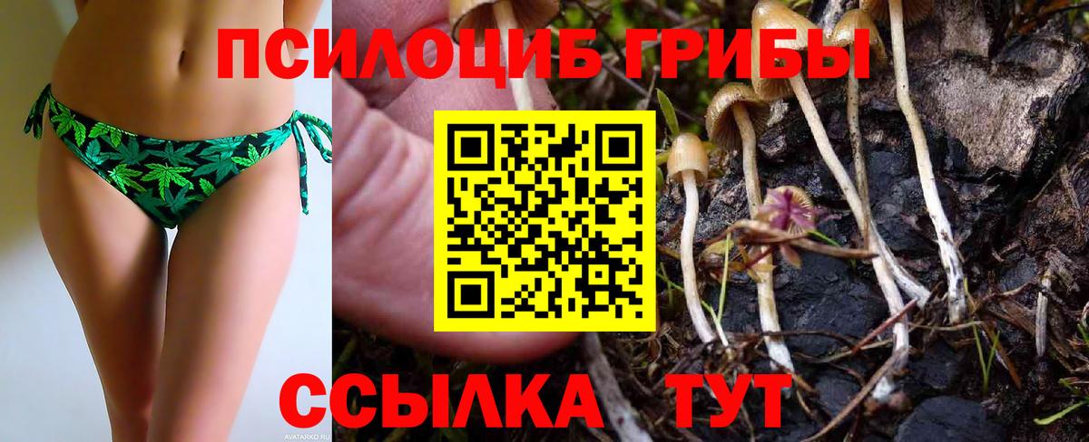 Псилоцибиновые грибы Psilocybine cubensis Торжок